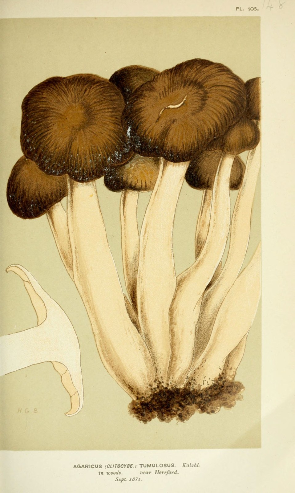 Büscheliger Rasling — Fotos 2