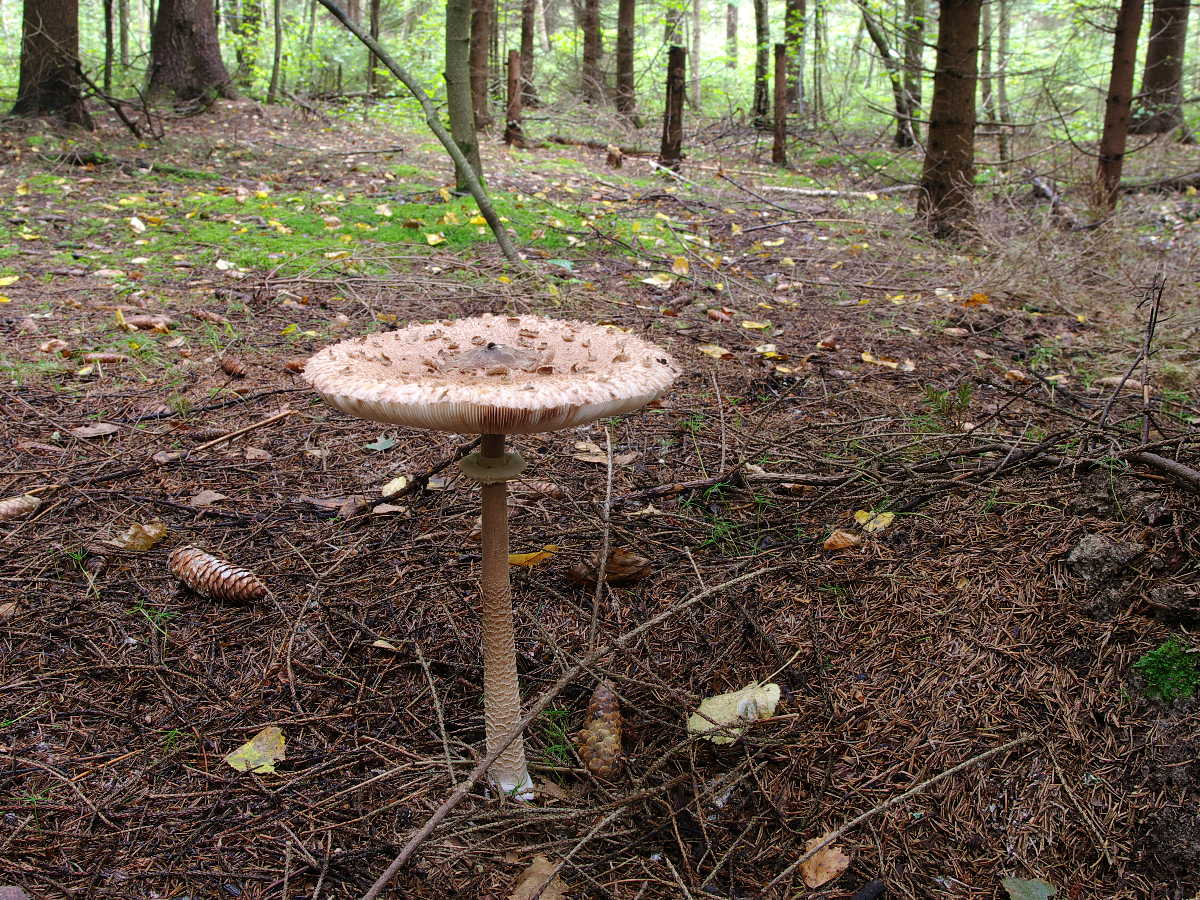 Parasol mushroom — Photographs 1