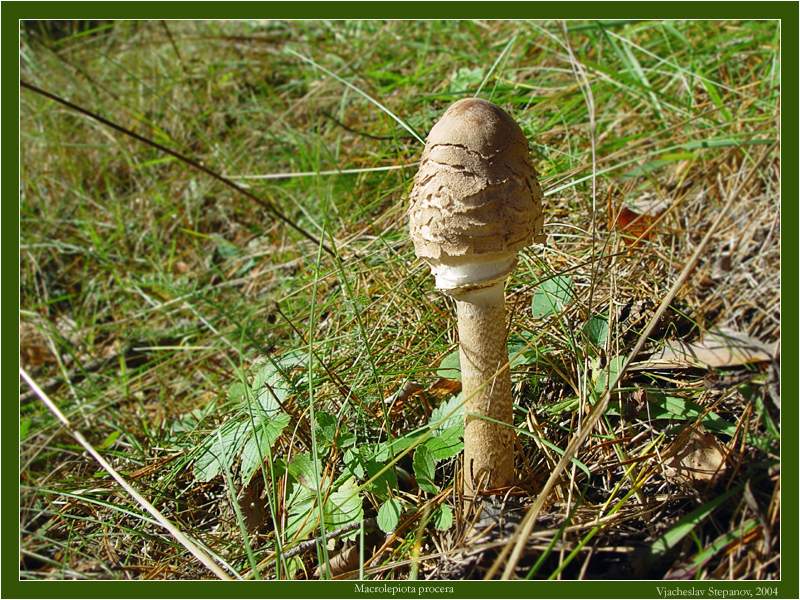 Parasol mushroom — Photographs 2