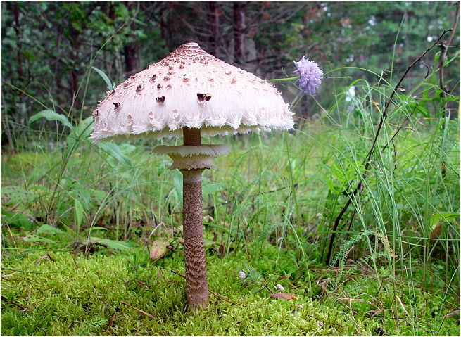 Parasol mushroom — Photographs 3