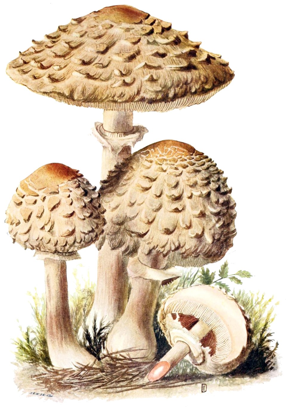 Parasol mushroom — Photographs 4