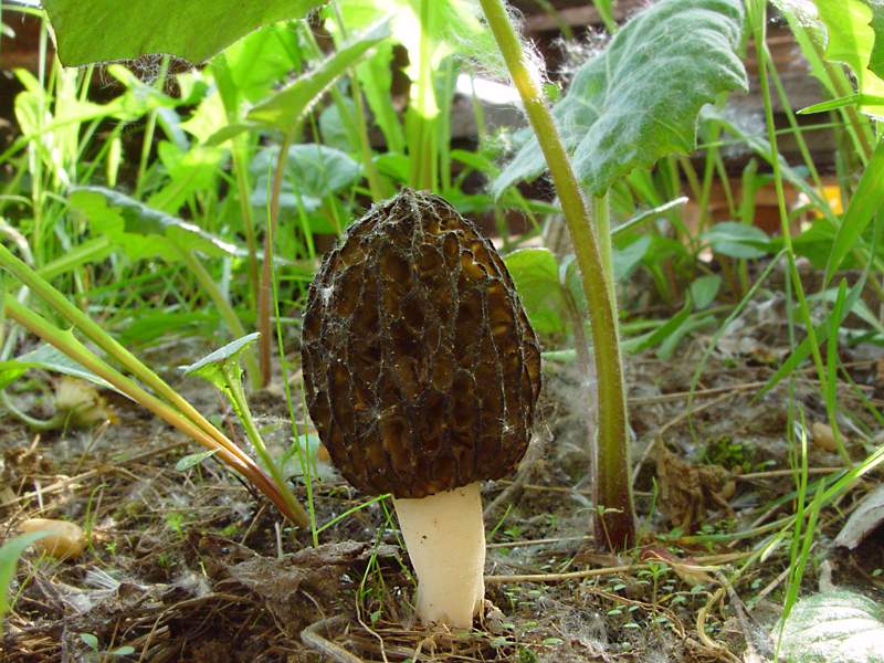 Black morel — Photographs 1