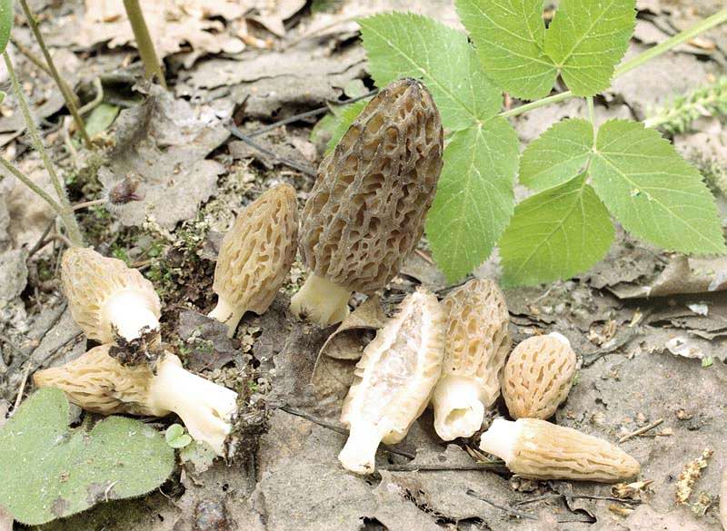 Black morel — Photographs 2