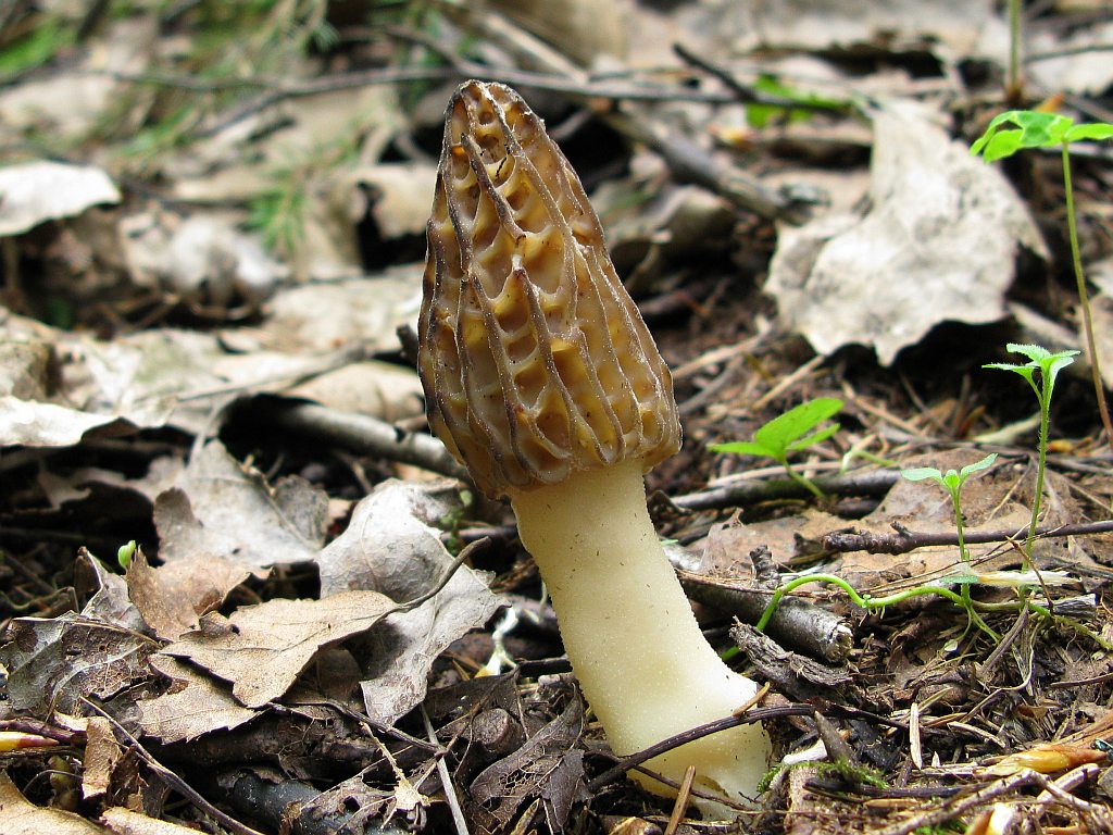 Black morel — Photographs 3