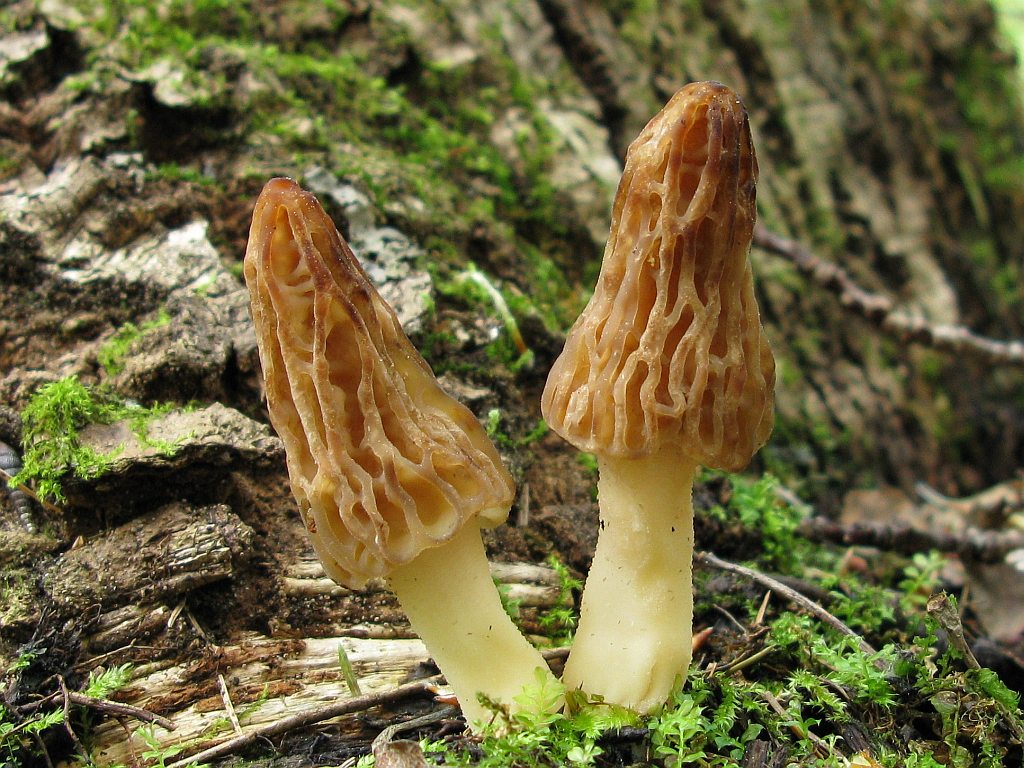Black morel — Photographs 4