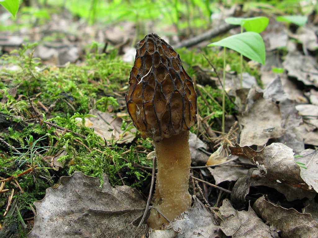 Black morel — Photographs 5