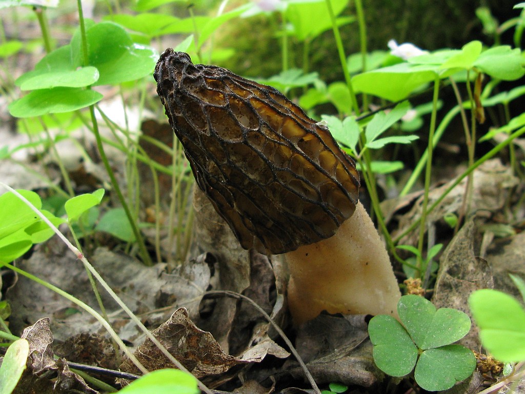 Black morel — Photographs 6