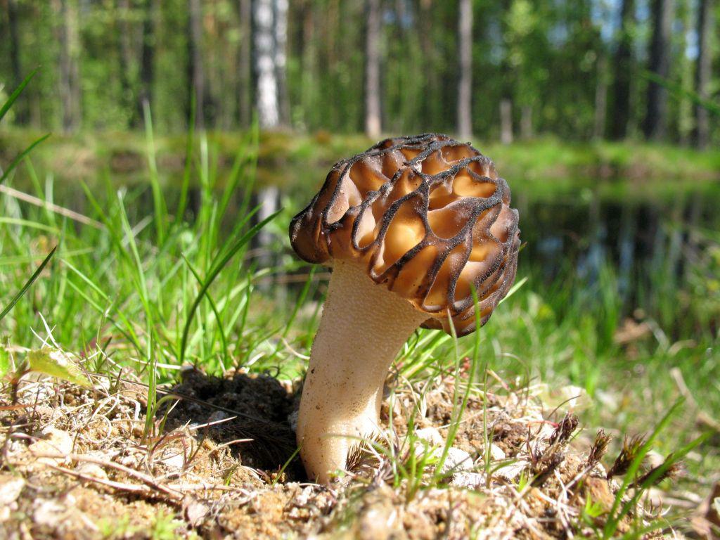 Black morel — Photographs 7