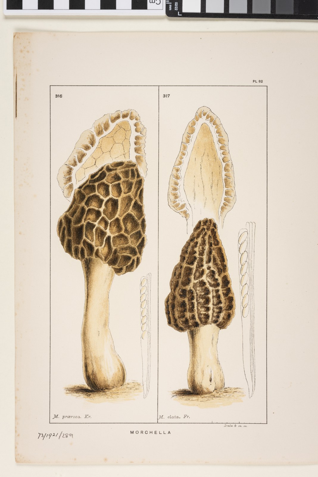 Black morel — Photographs 8