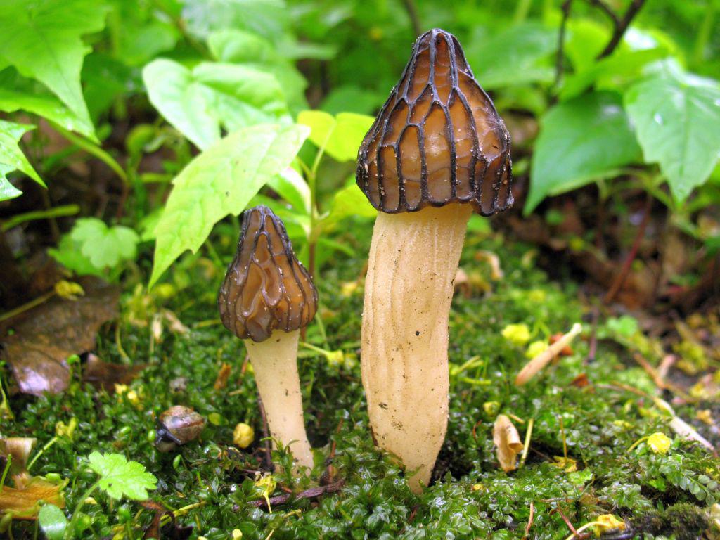 Morchella semilibera — Photographs 1