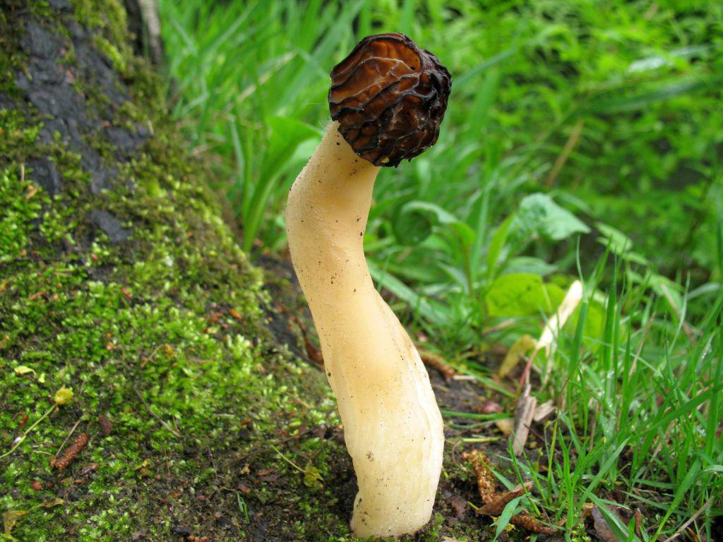 Morchella semilibera — Photographs 2