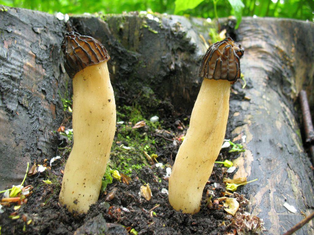 Morchella semilibera — Photographs 3