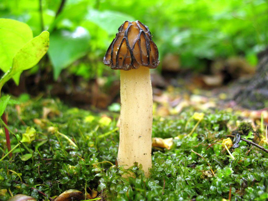 Morchella semilibera — Photographs 4