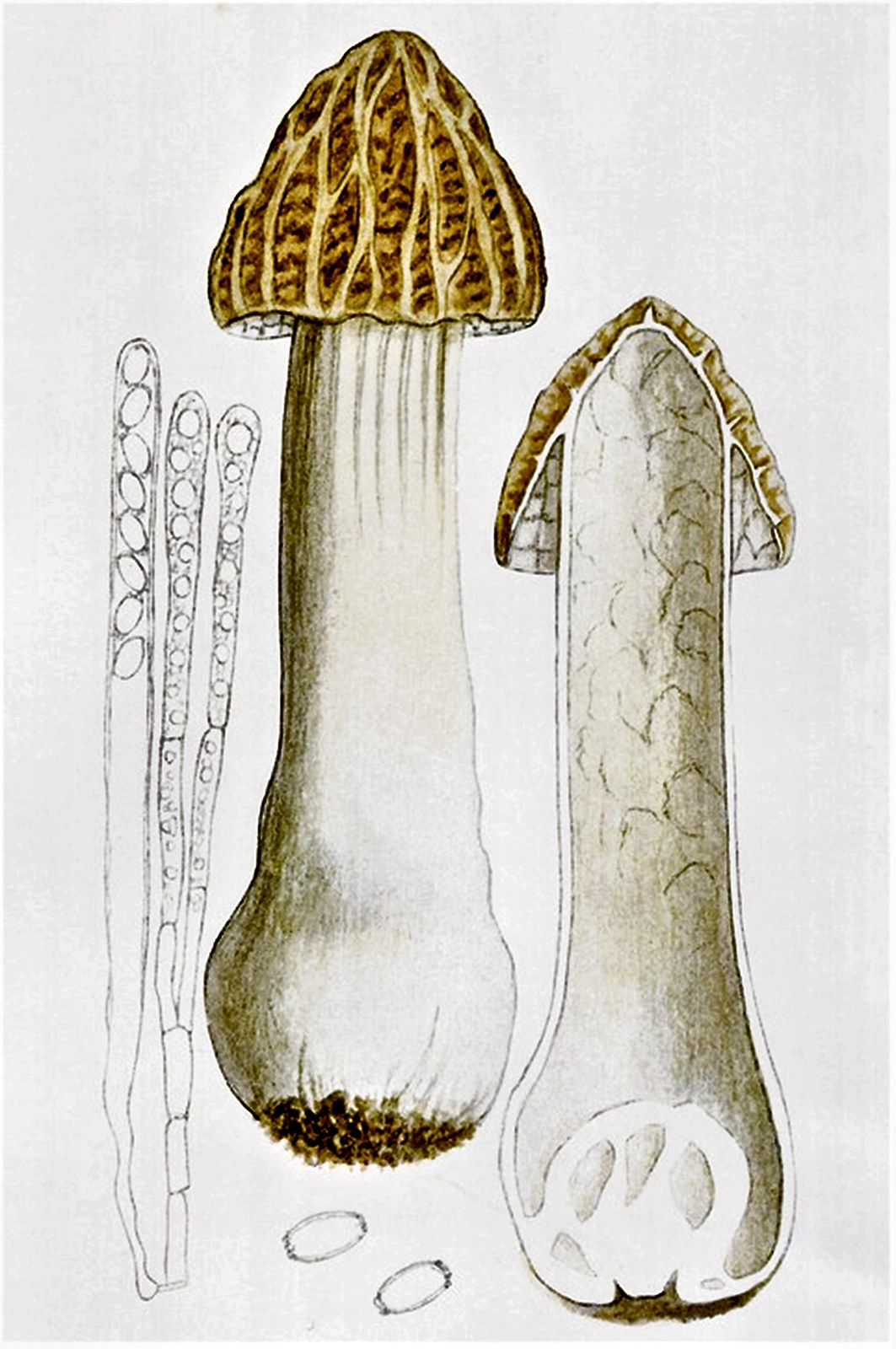 Morchella semilibera — Photographs 5