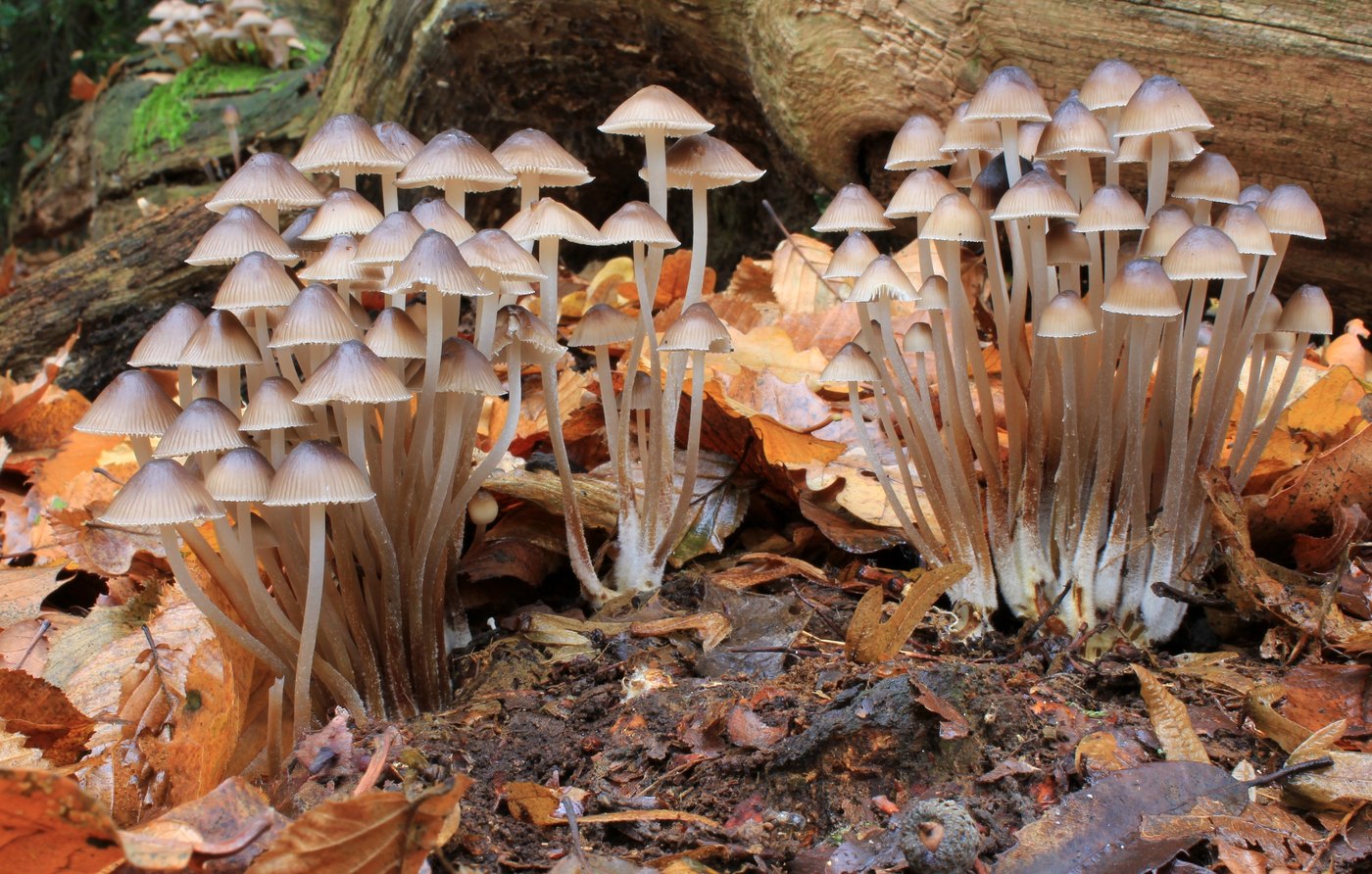 Clustered bonnet — Photographs 1
