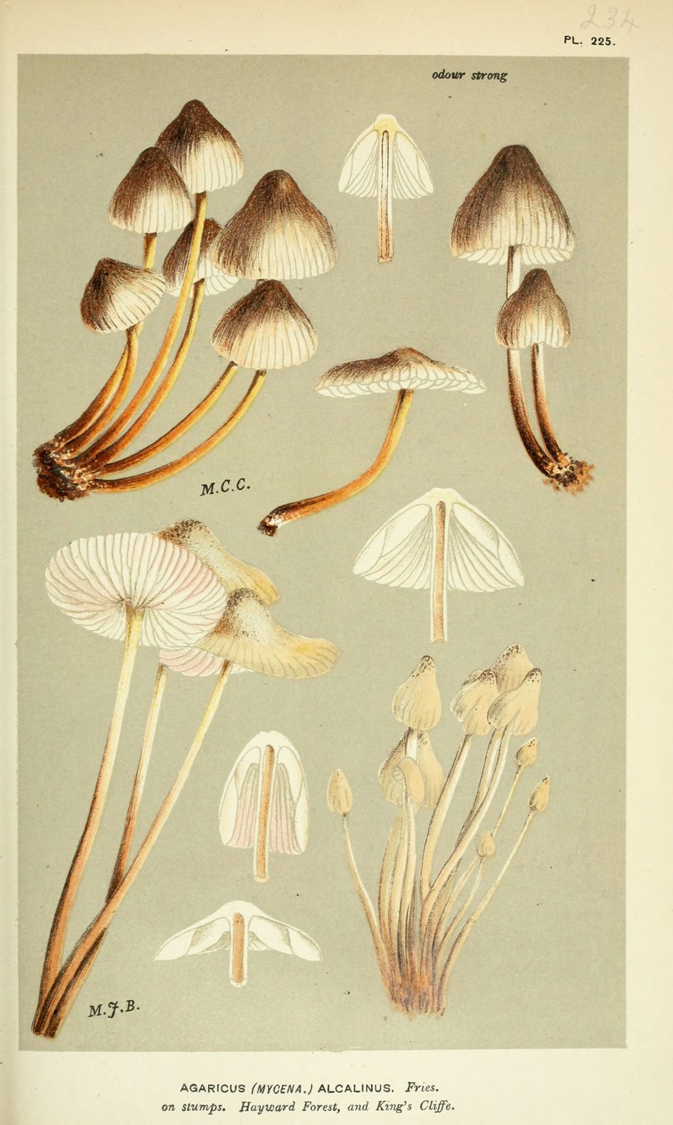 Clustered bonnet — Photographs 2