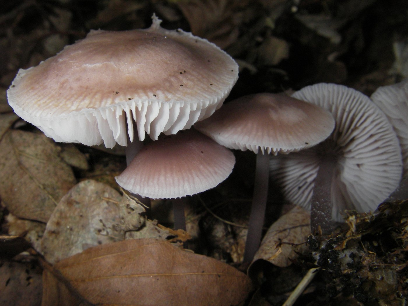 Lilac mycena — Photographs 1