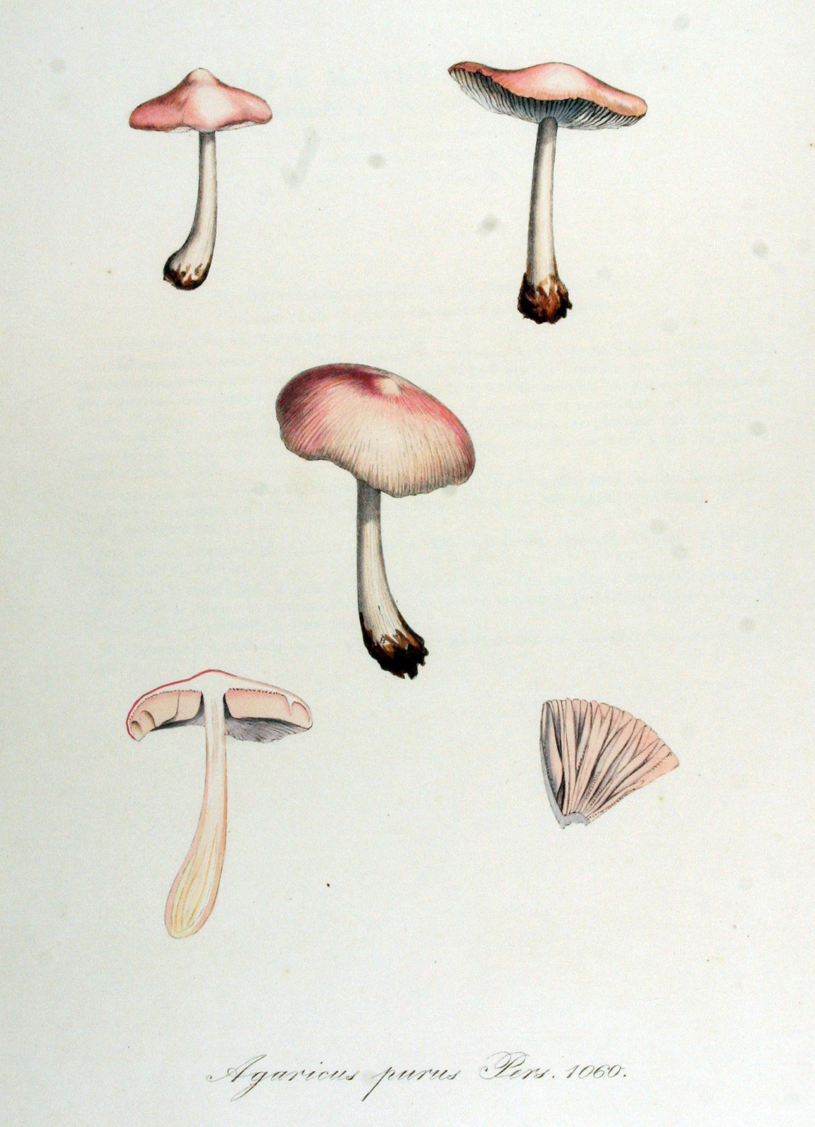 Lilac mycena — Photographs 2