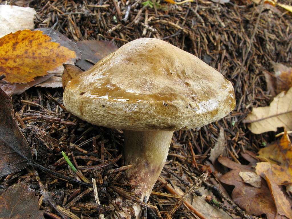 Kahler Krempling — Fotos 5