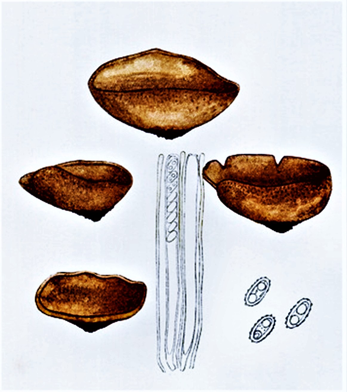 Пецица коричневая — Фотографии 3