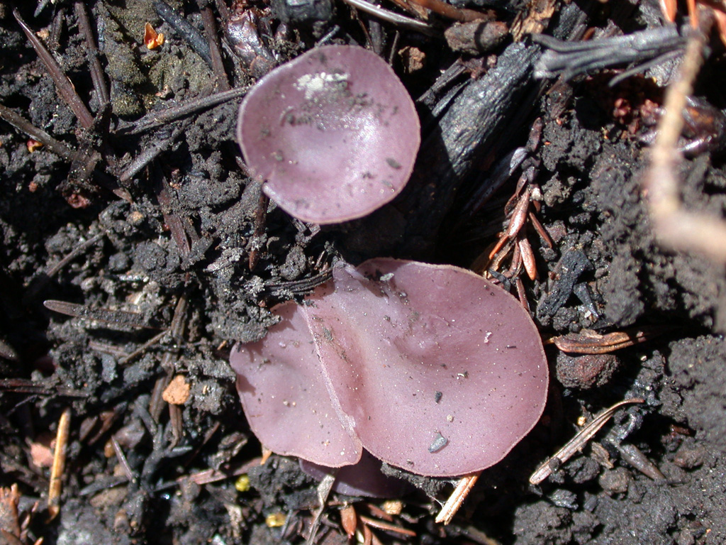 Violet fairy cup — Photographs 1