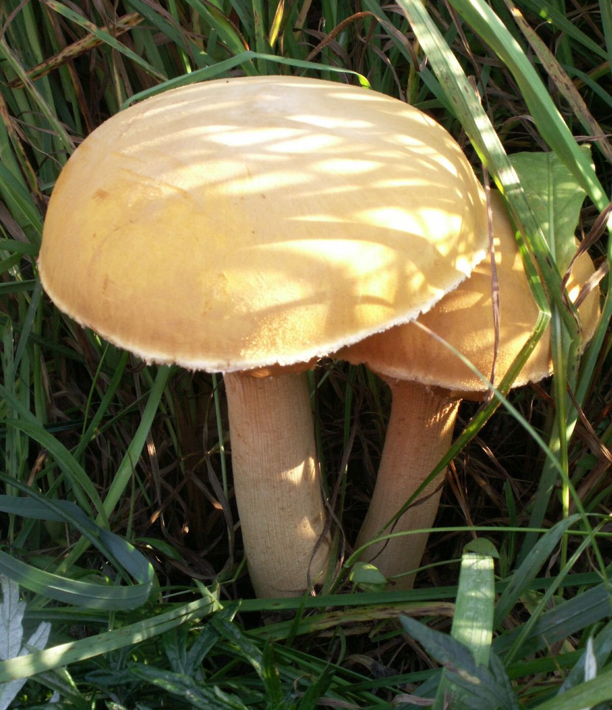 Goldfarbener Glimmerschüppling — Fotos 1