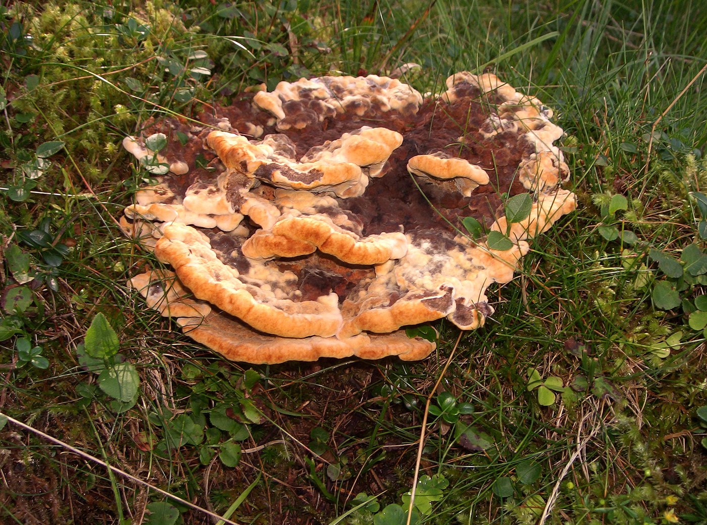 Kiefern-Braunporling — Fotos 1