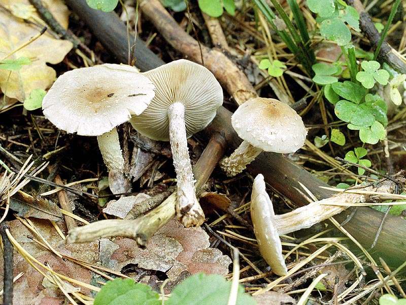 Tonweißer Schüppling — Fotos 1