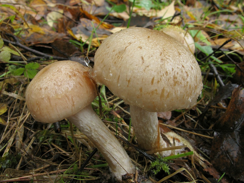Tonweißer Schüppling — Fotos 2
