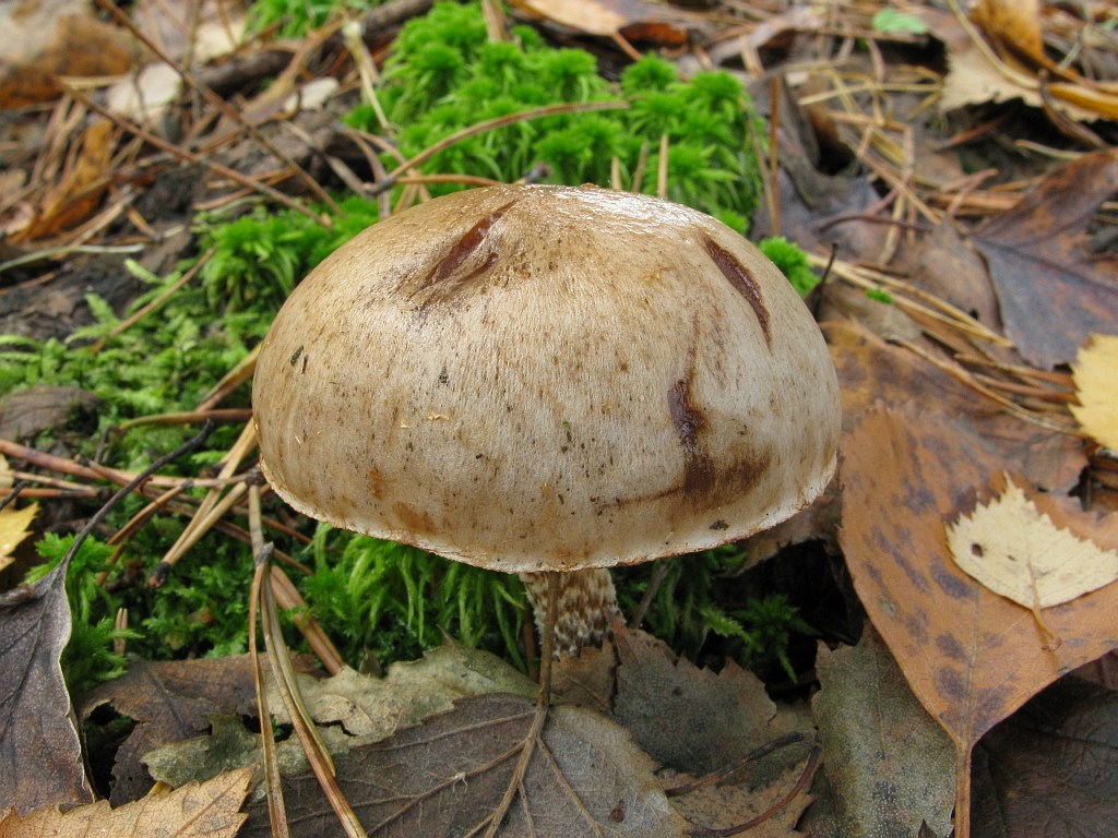 Tonweißer Schüppling — Fotos 3