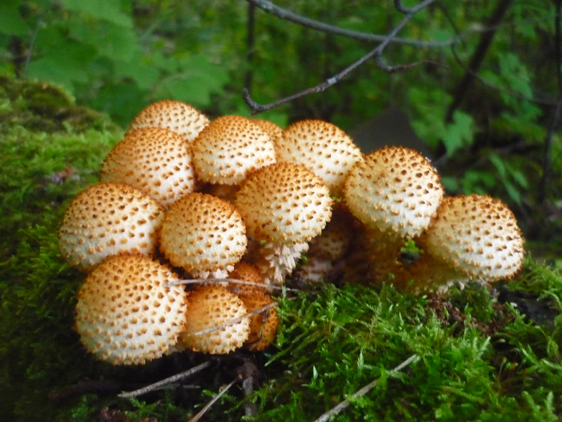Shaggy scalycap — Photographs 1