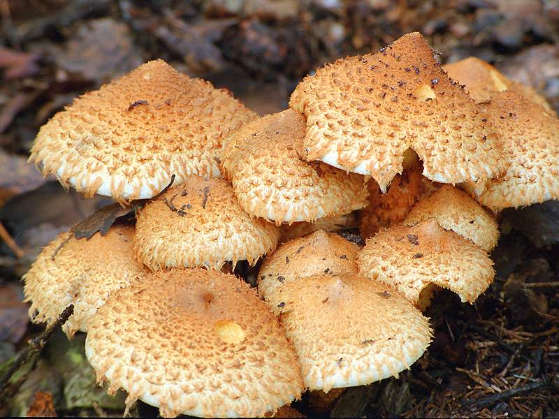 Shaggy scalycap — Photographs 2