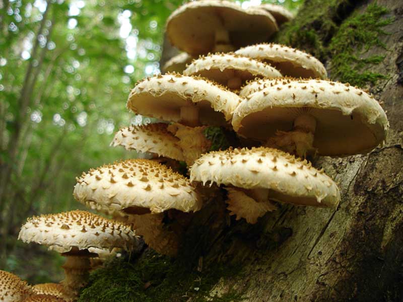 Shaggy scalycap — Photographs 3