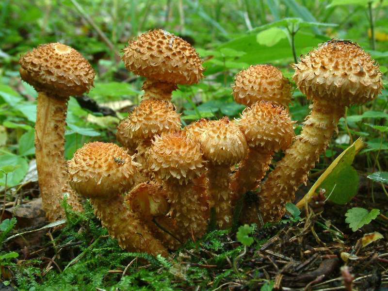 Shaggy scalycap — Photographs 4