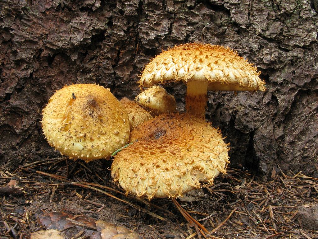 Shaggy scalycap — Photographs 6