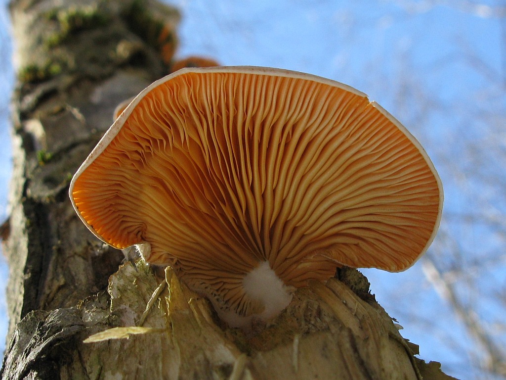 Mock oyster — Photographs 1