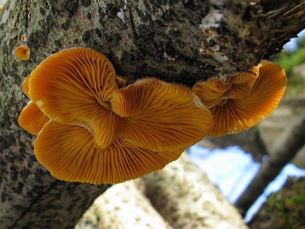 Mock oyster — Photographs 2