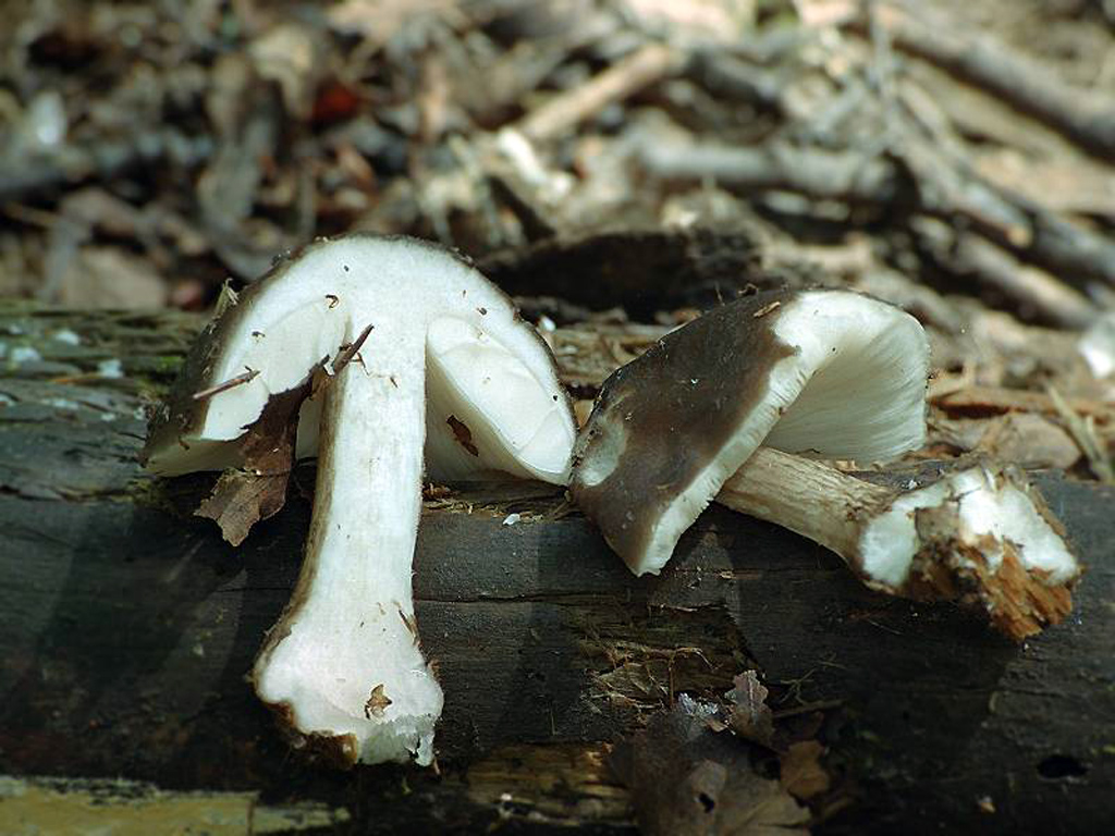 Плютей олений — Фотографии 3