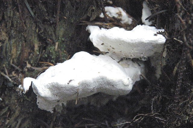 Bitterer Saftporling — Fotos 1