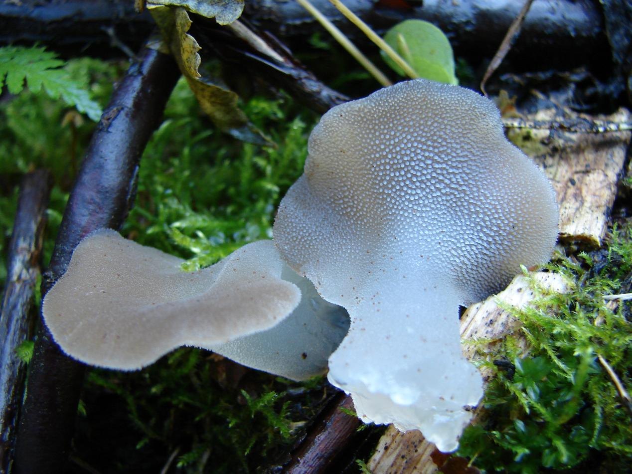 Toothed jelly fungus — Photographs 1