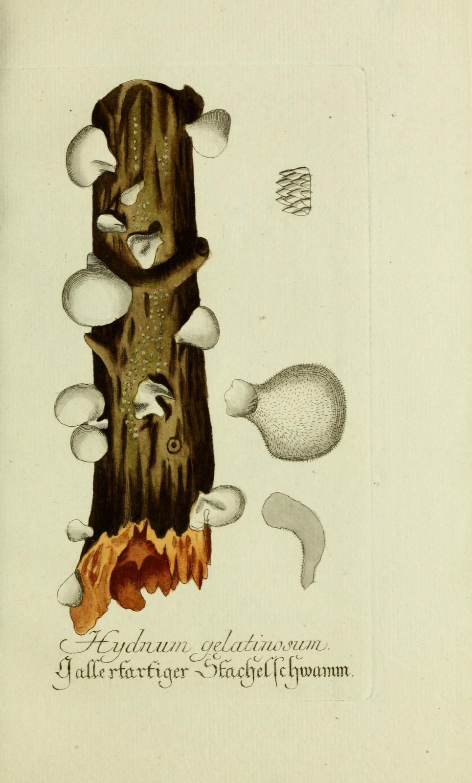 Toothed jelly fungus — Photographs 2