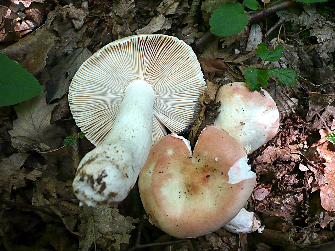 Netzflockiger Rosa-Täubling — Fotos 1