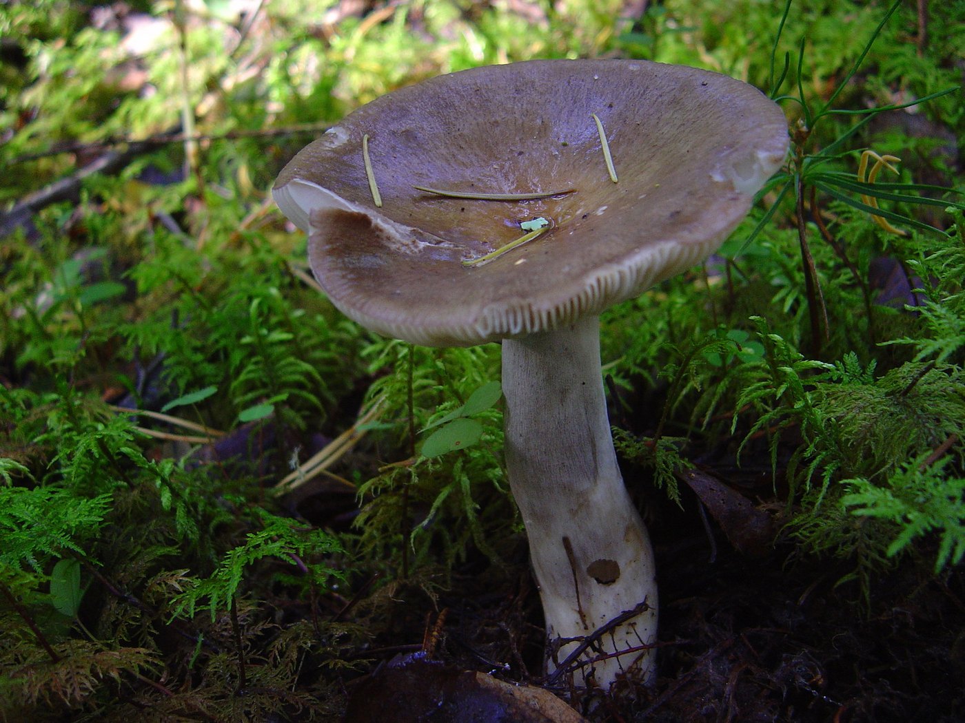 Rußgrauer Täubling — Fotos 1