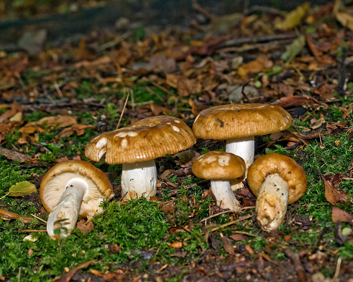 Stink-Täubling — Fotos 1