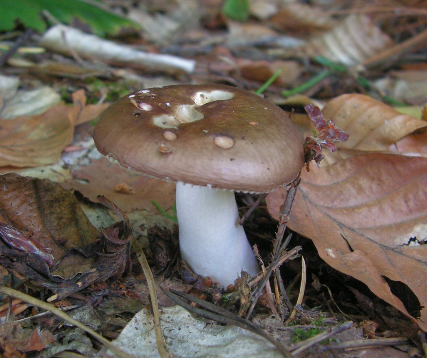 Brauner Leder-Täubling — Fotos 1