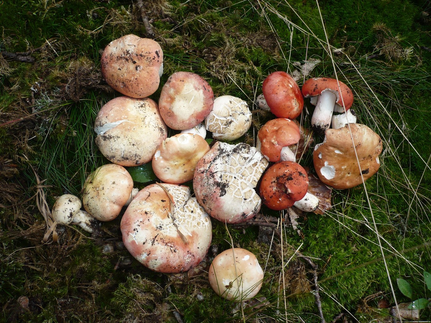 Harter Zinnober-Täubling — Fotos 1