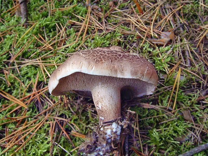 Habichtspilz — Fotos 3