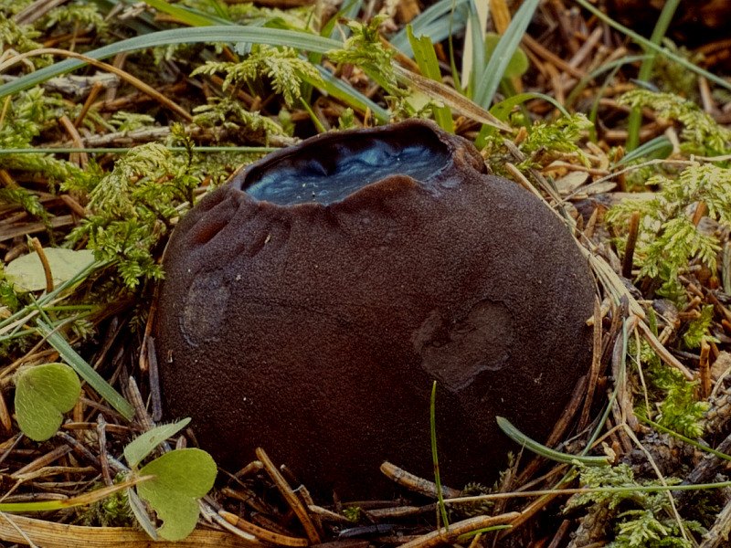 Kugeliger Gallertbecherling — Fotos 1
