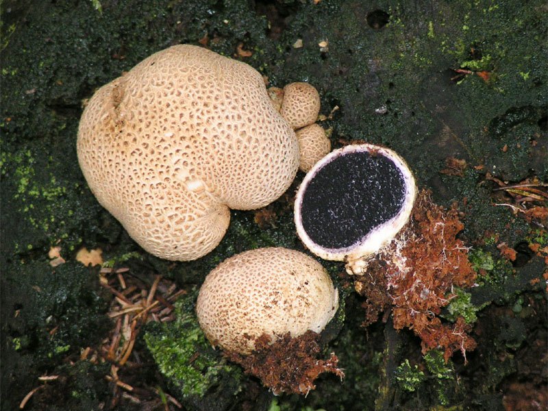 Common earthball — Photographs 1