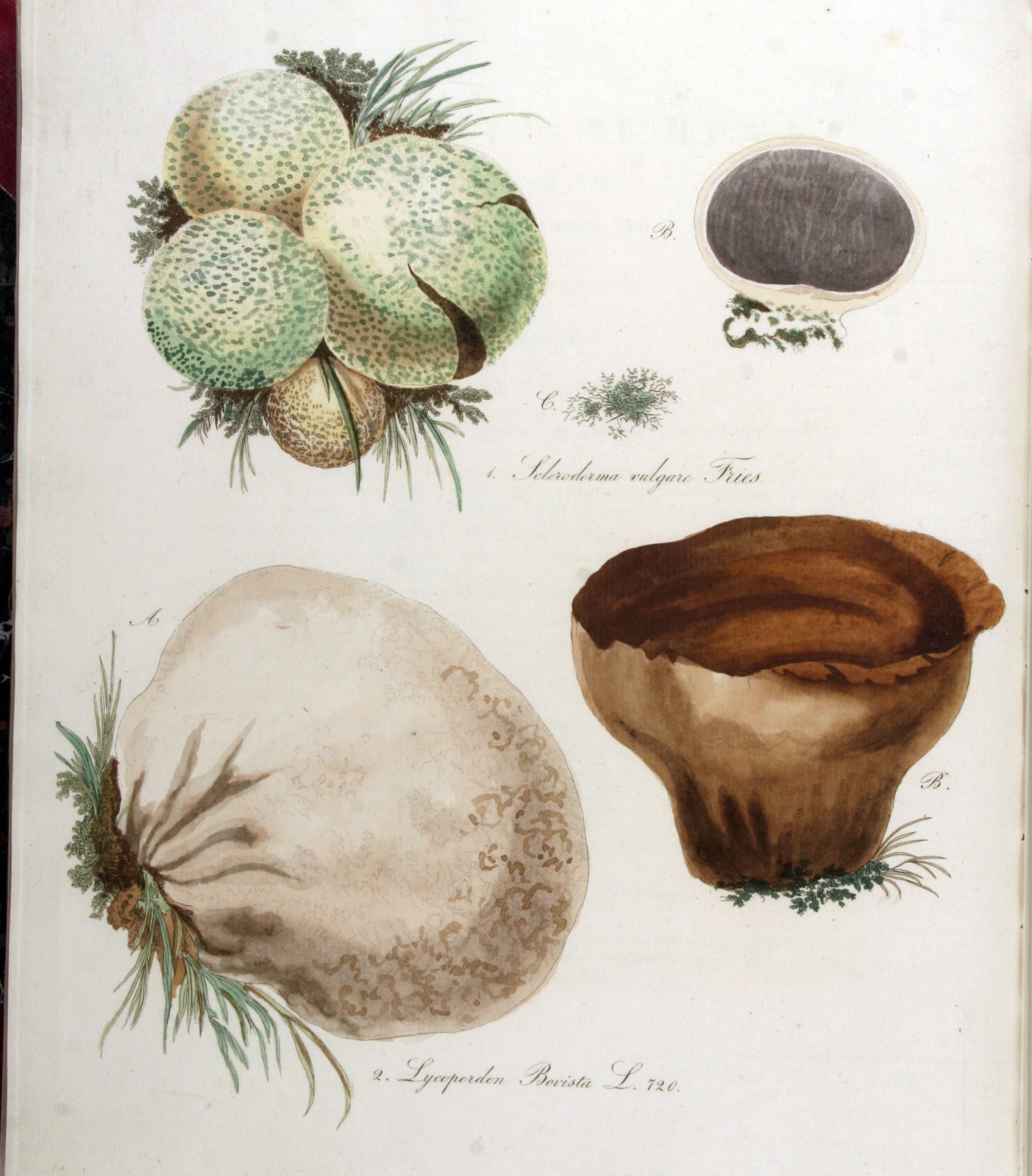 Common earthball — Photographs 2